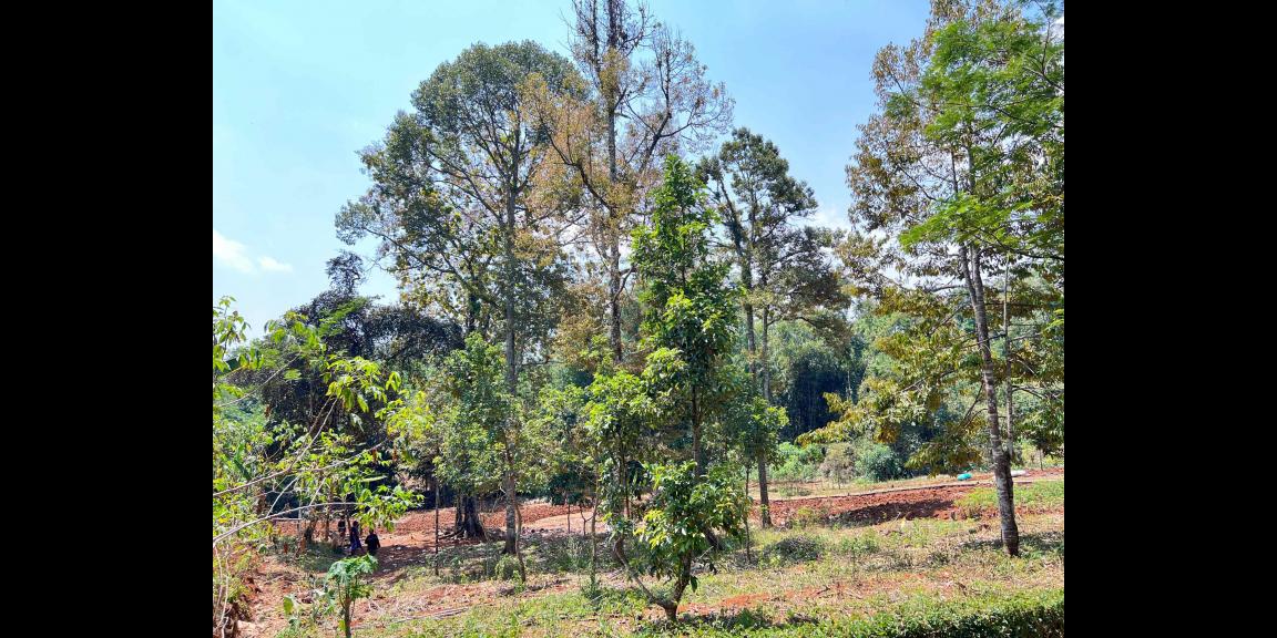 Tanah Murah 1550m² 250 Juta Mojogedang Tanah Murah 1550m² 250 Juta Mojogedang