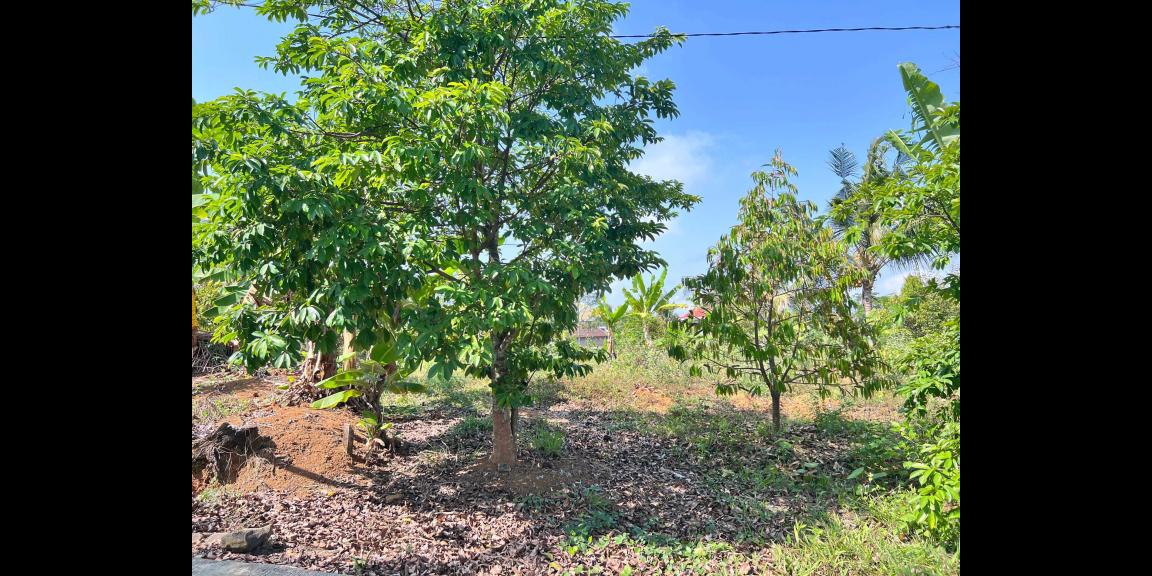 Tanah Kebun Buah 4131m² Kawasan Wisata Ngargoyoso Tanah Kebun Buah 4131m² Kawasan Wisata Ngargoyoso