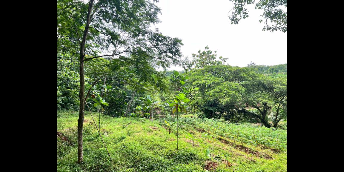 Tanah Murah 3265m² Hanya 225 Juta Karanganyar Tanah Murah 3265m² Hanya 225 Juta Karanganyar