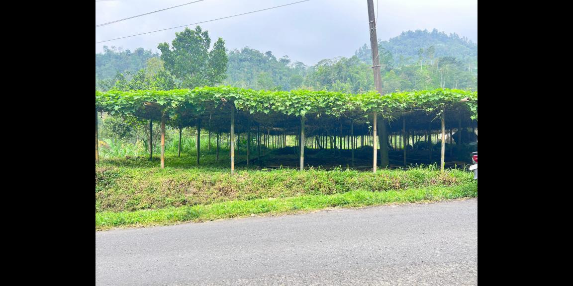 Tanah 1500m² Siap Bangun Café Kawasan Wisata Kemuning Tanah 1500m² Siap Bangun Café Kawasan Wisata Kemuning