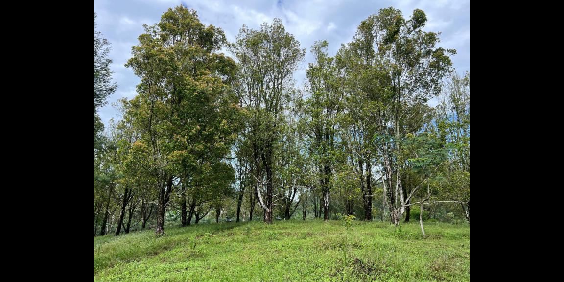 Tanah Idaman 7700m² Cocok Untuk Villa Karanganyar Tanah Idaman 7700m² Cocok Untuk Villa Karanganyar