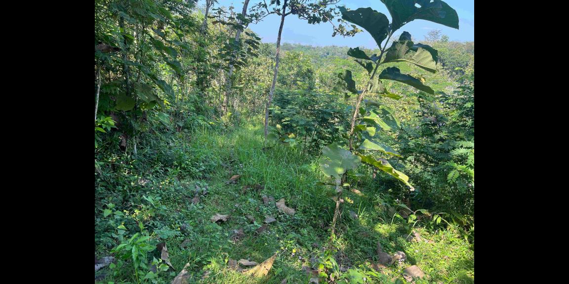 Tanah Murah 100 juta Sambirejo Sragen Tanah Murah 100 juta Sambirejo Sragen