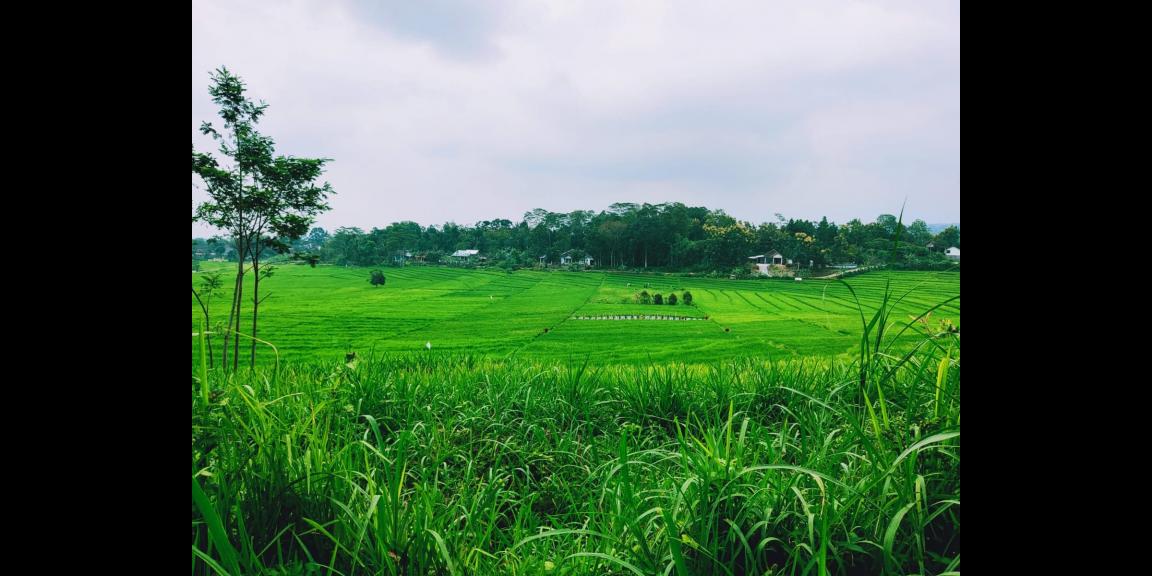 Tanah Bonus Pohon Durian Cocok dibangun Villa Karangpandan Karanganyar Tanah Bonus Pohon Durian Cocok dibangun Villa Karangpandan Karanganyar