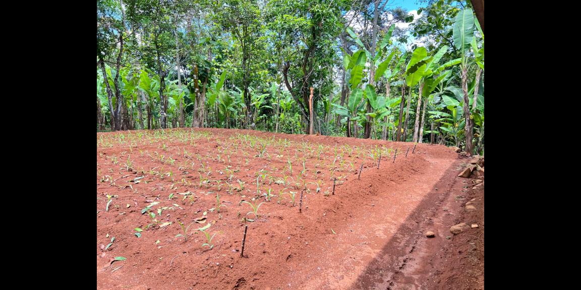 Tanah 2216m² Bonus Bangunan Rumah Karanganyar Tanah 2216m² Bonus Bangunan Rumah Karanganyar