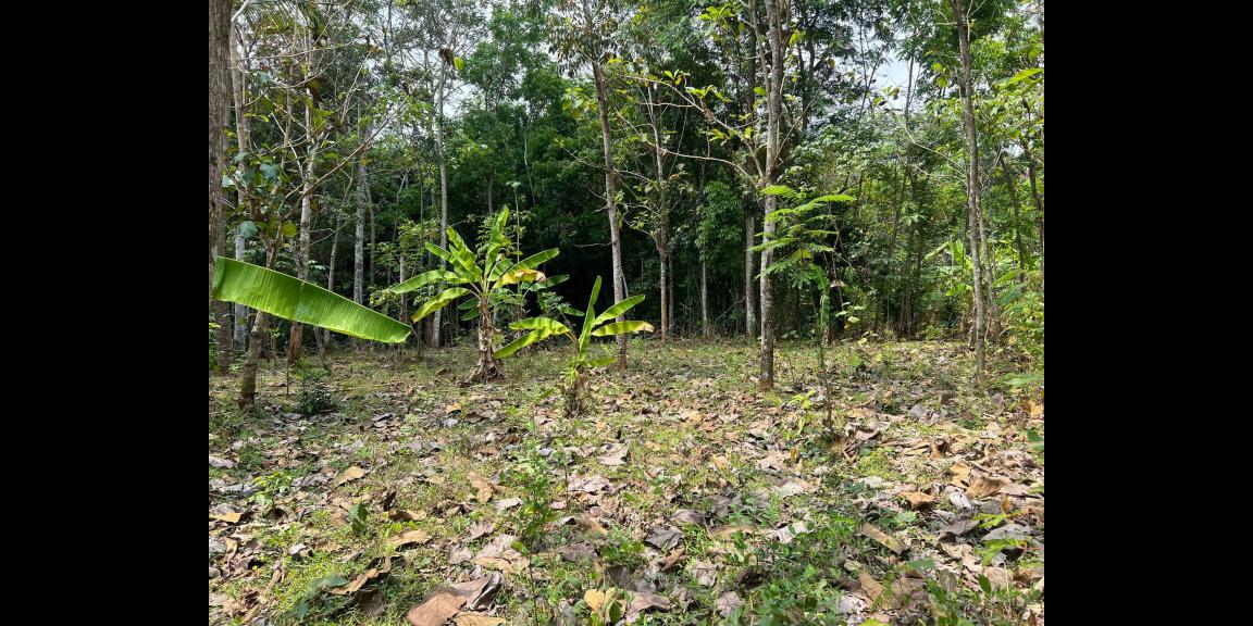 Pekarangan Datar 959m² Utara Pasar Mojogedang Pekarangan Datar 959m² Utara Pasar Mojogedang