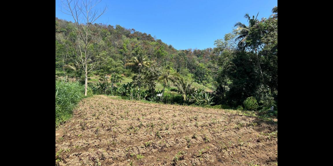 Tanah 2292m Dekat Sungai Pegunungan Ngargoyoso Tanah 2292m Dekat Sungai Pegunungan Ngargoyoso