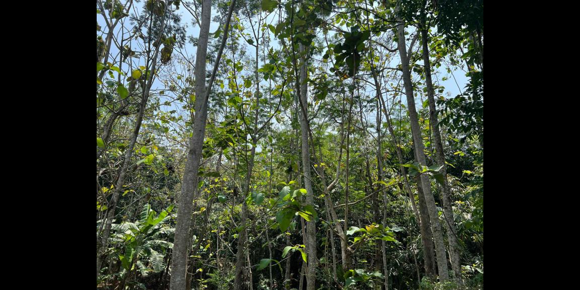 Tanah Datar 2305m² 350 Juta Karanganyar Tanah Datar 2305m² 350 Juta Karanganyar