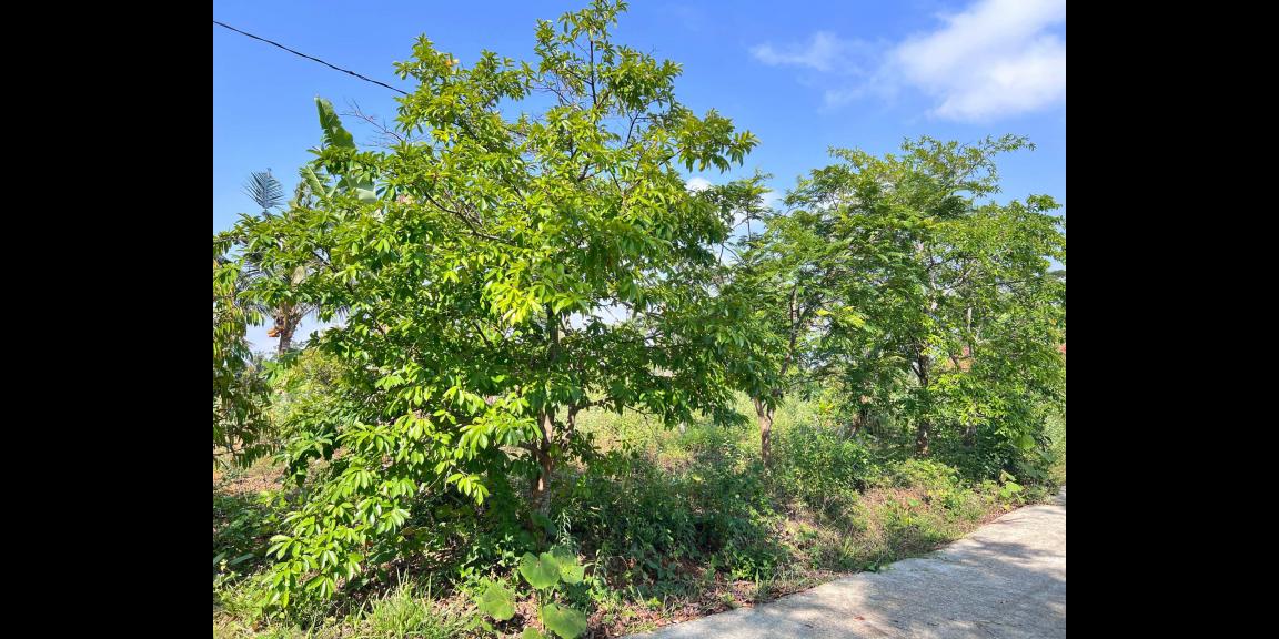 Tanah Kebun Buah 4131m² Kawasan Wisata Ngargoyoso Tanah Kebun Buah 4131m² Kawasan Wisata Ngargoyoso