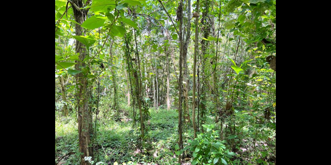 Tanah Murah 2000m² 350 Juta Karanganyar Tanah Murah 2000m² 350 Juta Karanganyar