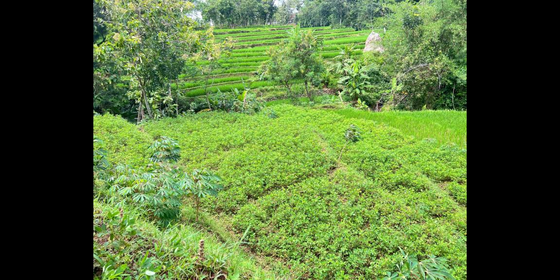 Tanah Murah 3265m² Hanya 225 Juta Karanganyar Tanah Murah 3265m² Hanya 225 Juta Karanganyar