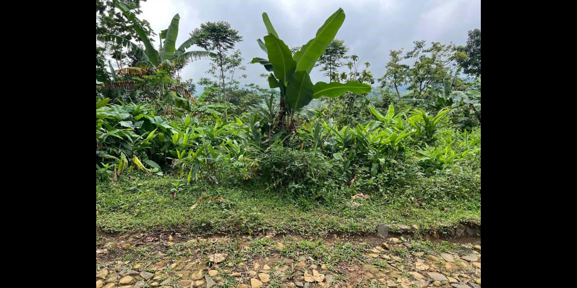 Tanah Udara Dingin 150 Juta Cocok Kebuh Buah Karanganyar Tanah Udara Dingin 150 Juta Cocok Kebuh Buah Karanganyar