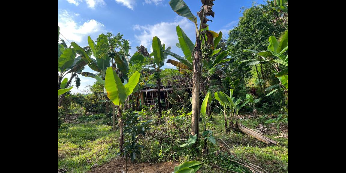 Tanah Strategis 350 Juta Tepi Jl Raya Kemuning-Karangpandan Tanah Strategis 350 Juta Tepi Jl Raya Kemuning-Karangpandan