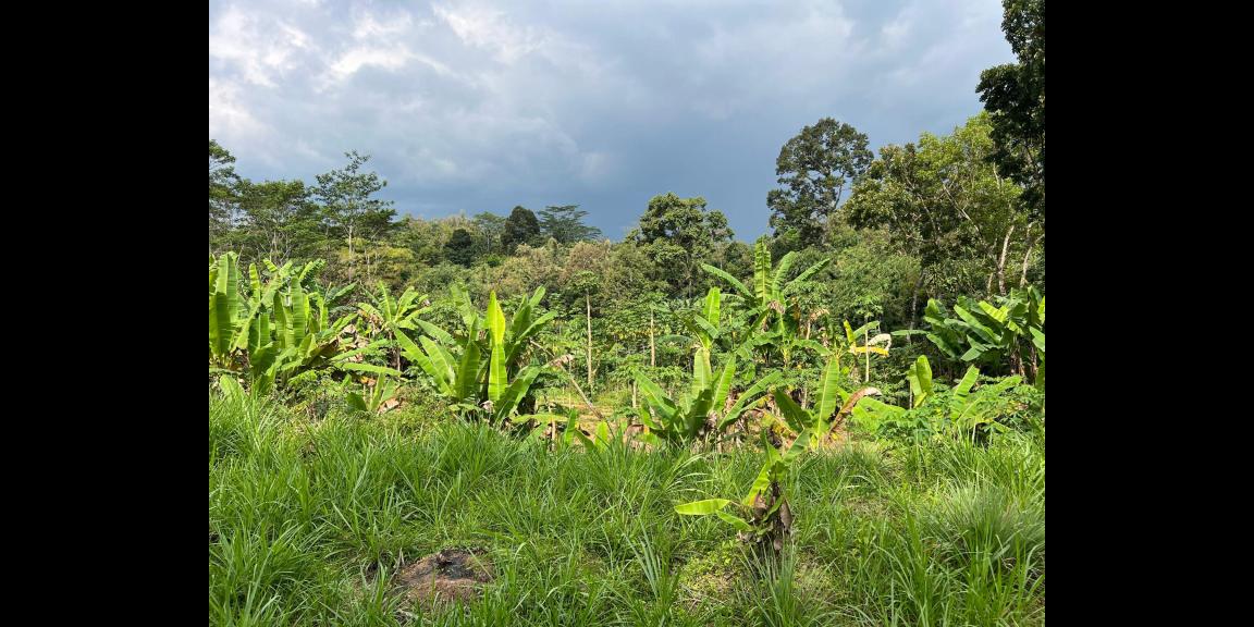 Tanah 2242m² Dekat Ponpes MTA Mojogedang Tanah 2242m² Dekat Ponpes MTA Mojogedang