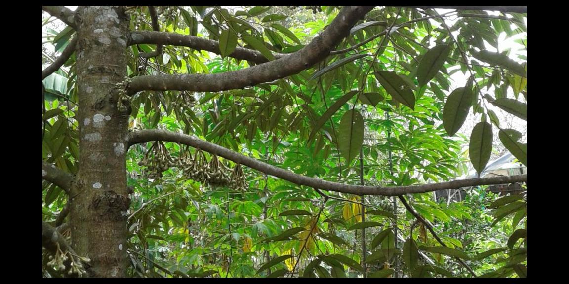 Dijual Tanah Perkebunan di Probolinggo Jatim Dijual Tanah Perkebunan di Probolinggo Jatim