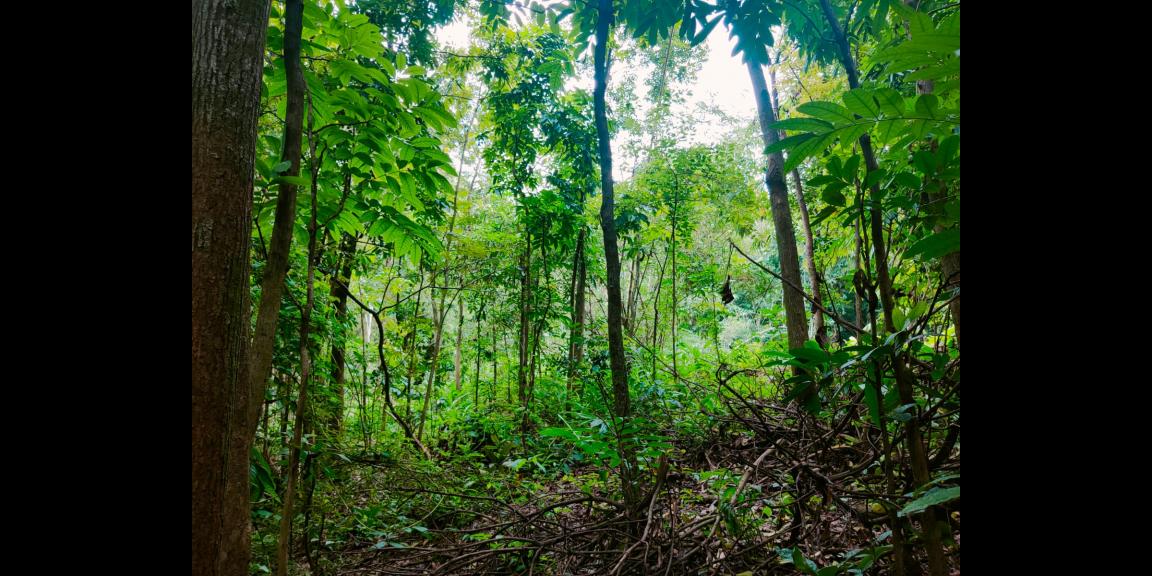Tanah Cocok untuk Kebun Buah Masaran Sragen Tanah Cocok untuk Kebun Buah Masaran Sragen