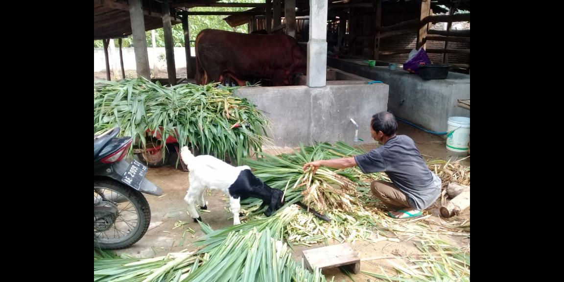 Lahan peternakan lengkap dgn kandang sapi, kambing, ayam, kolam, kebun Lahan peternakan lengkap dgn kandang sapi, kambing, ayam, kolam, kebun