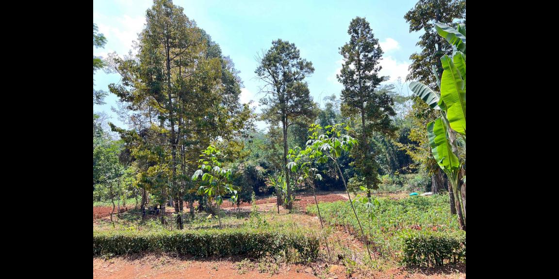 Kebun Buah 1550m 250 Juta Mojogedang Karanganyar Kebun Buah 1550m 250 Juta Mojogedang Karanganyar