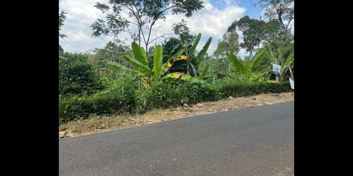 Tanah 2200m² Hanya 400 Juta Selatan Pasar Mojogedang Tanah 2200m² Hanya 400 Juta Selatan Pasar Mojogedang