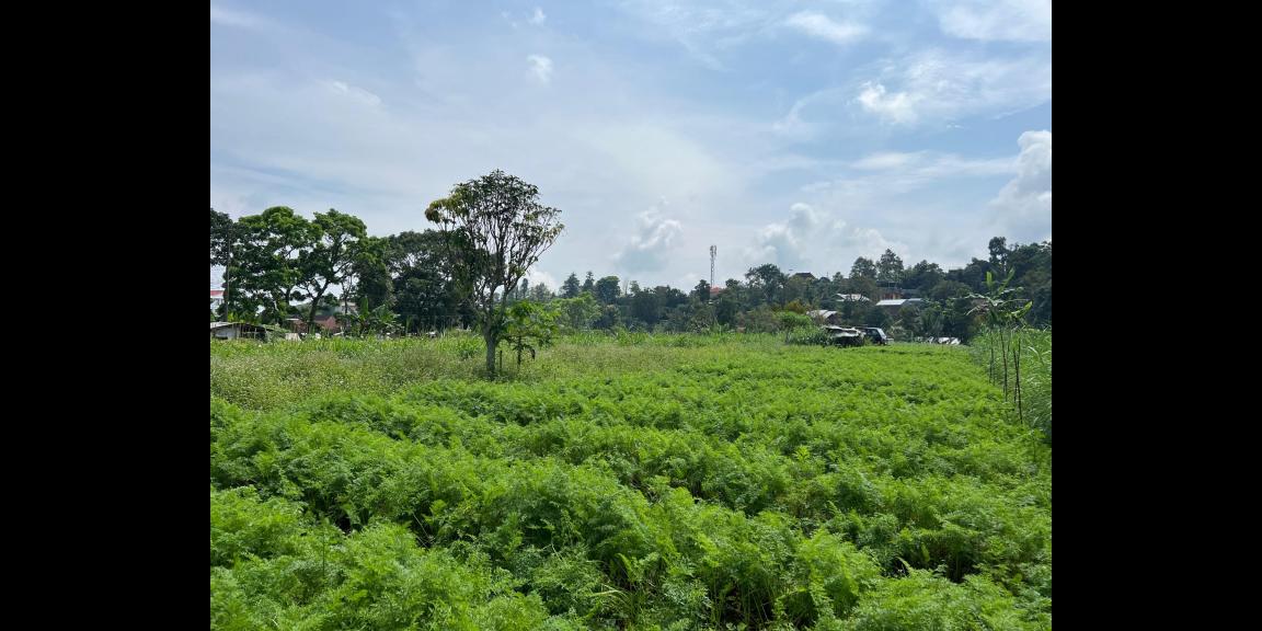 Tanah 2528m² Bonus Gudang Kawasan Wisata Karanganyar Tanah 2528m² Bonus Gudang Kawasan Wisata Karanganyar