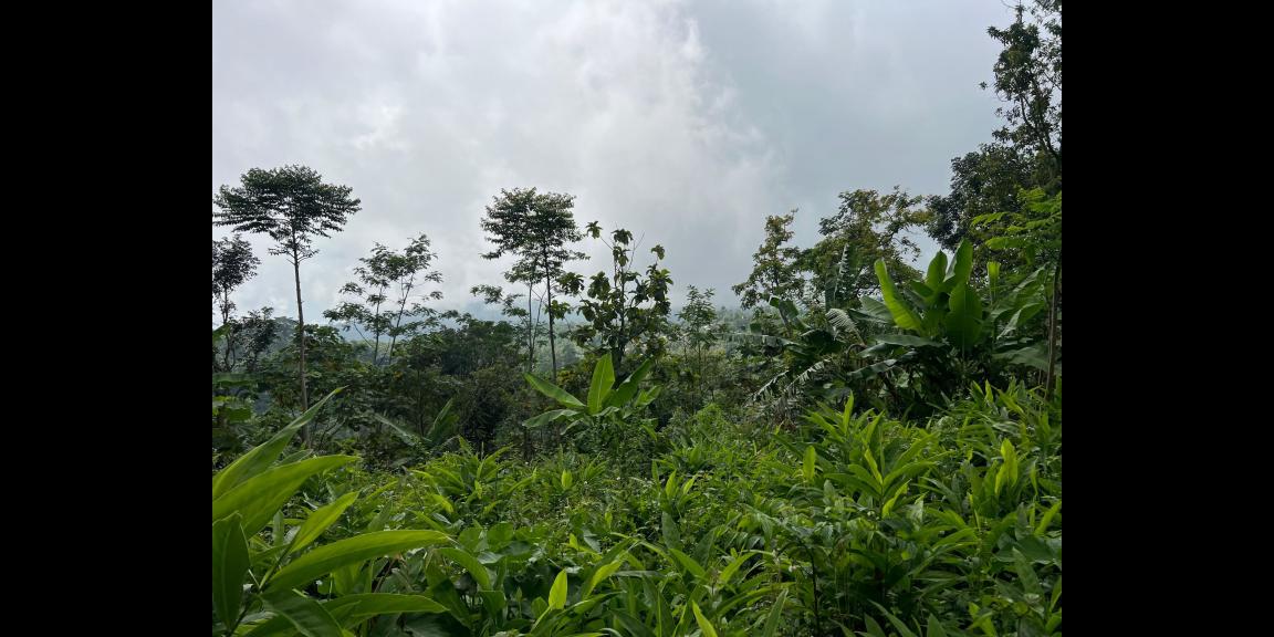 Tanah Udara Dingin 150 Juta Cocok Kebuh Buah Karanganyar Tanah Udara Dingin 150 Juta Cocok Kebuh Buah Karanganyar