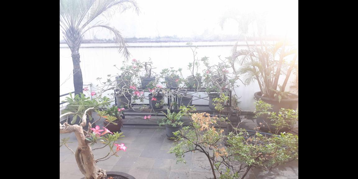 Rumah Mewah Bebas Banjir Pk Marmer & Kayu Jati di Bintaro Jaya Rumah Mewah Bebas Banjir Pk Marmer & Kayu Jati di Bintaro Jaya