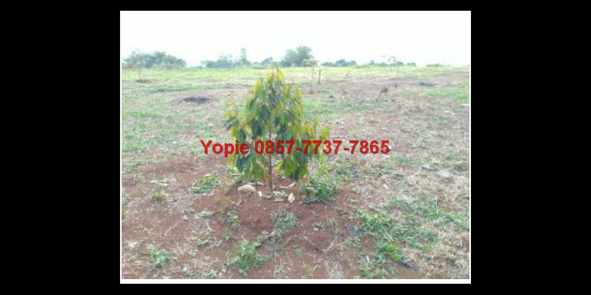 Di jual kavling murah di bogor timur view pegunungan Di jual kavling murah di bogor timur view pegunungan