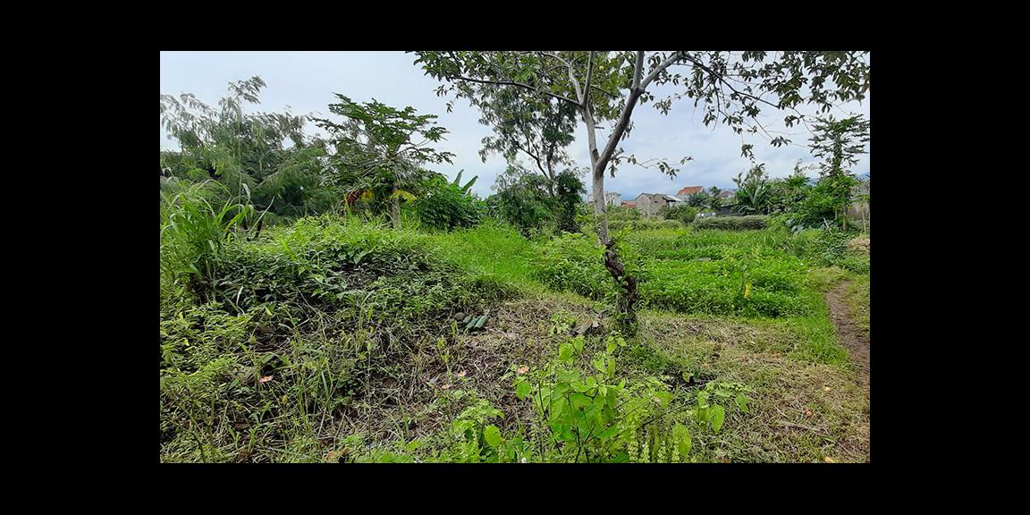 TANAH MATANG CINGISED ARCAMANIK BANDUNG TANAH MATANG CINGISED ARCAMANIK BANDUNG