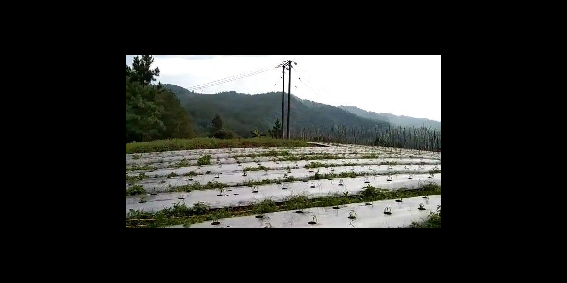 TANAH SUBUR DI CIANUUR TANAH SUBUR DI CIANUUR