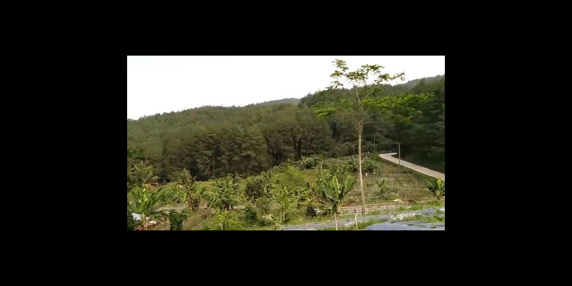 TANAH SUBUR DI CIANUUR TANAH SUBUR DI CIANUUR
