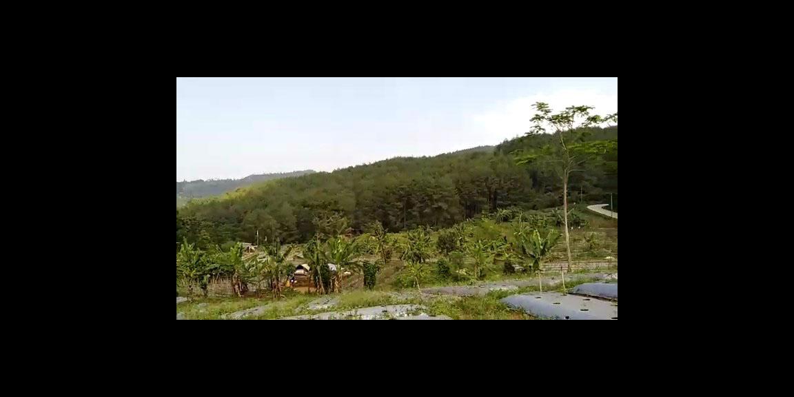 TANAH SUBUR DI CIANUUR TANAH SUBUR DI CIANUUR