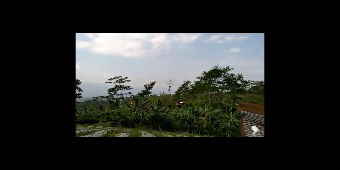 TANAH SUBUR DI CIANUUR TANAH SUBUR DI CIANUUR