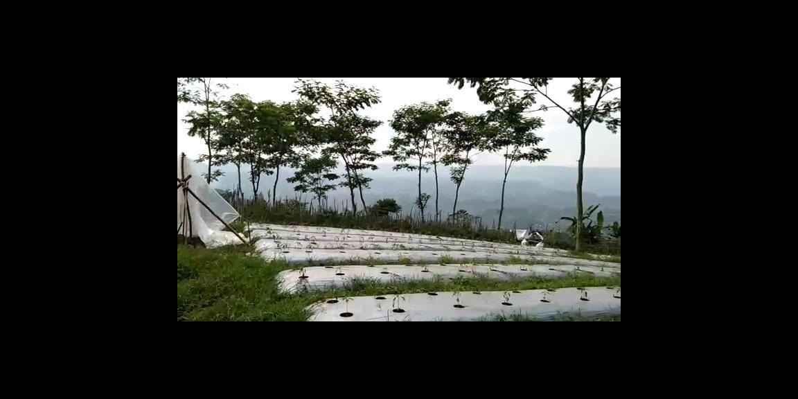 TANAH SUBUR DI CIANUUR TANAH SUBUR DI CIANUUR