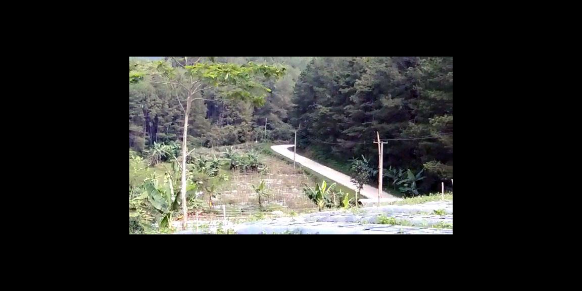 TANAH SUBUR DI CIANUUR TANAH SUBUR DI CIANUUR