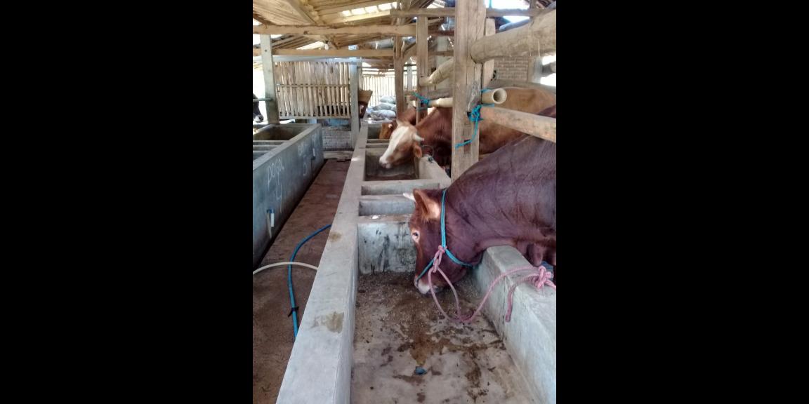 Lahan peternakan lengkap dgn kandang sapi, kambing, ayam, kolam, kebun Lahan peternakan lengkap dgn kandang sapi, kambing, ayam, kolam, kebun