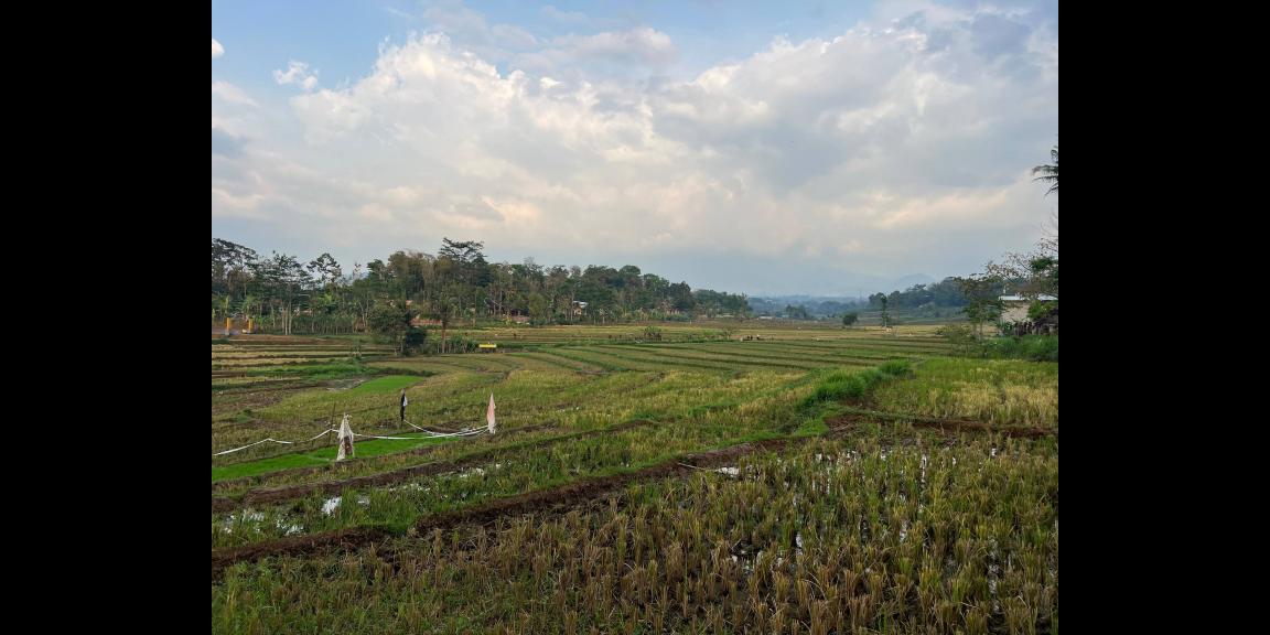 Tanah Subur 1209m² Karangpandan Karanganyar Tanah Subur 1209m² Karangpandan Karanganyar
