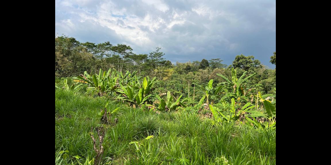 Tanah 2242m² Dekat Ponpes MTA Mojogedang Tanah 2242m² Dekat Ponpes MTA Mojogedang