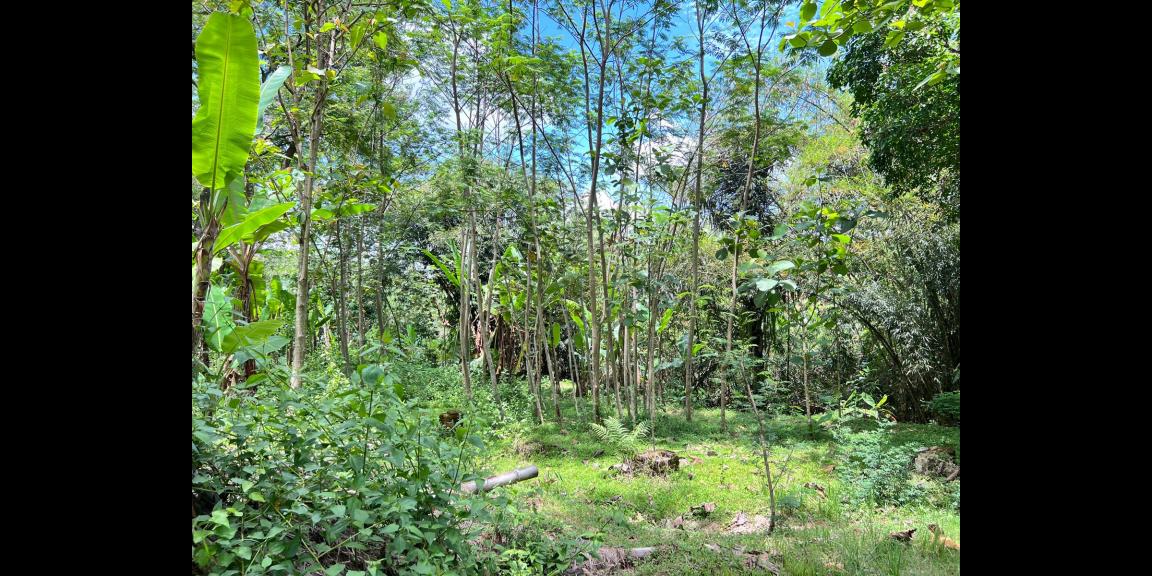 Tanah 2216m² Bonus Bangunan Rumah Karanganyar Tanah 2216m² Bonus Bangunan Rumah Karanganyar