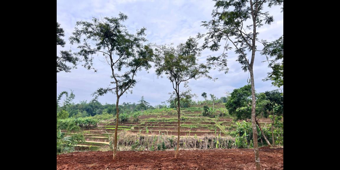 Tanah Murah 2216m² 450 Juta Bonus Bangunan Karanganyar Tanah Murah 2216m² 450 Juta Bonus Bangunan Karanganyar