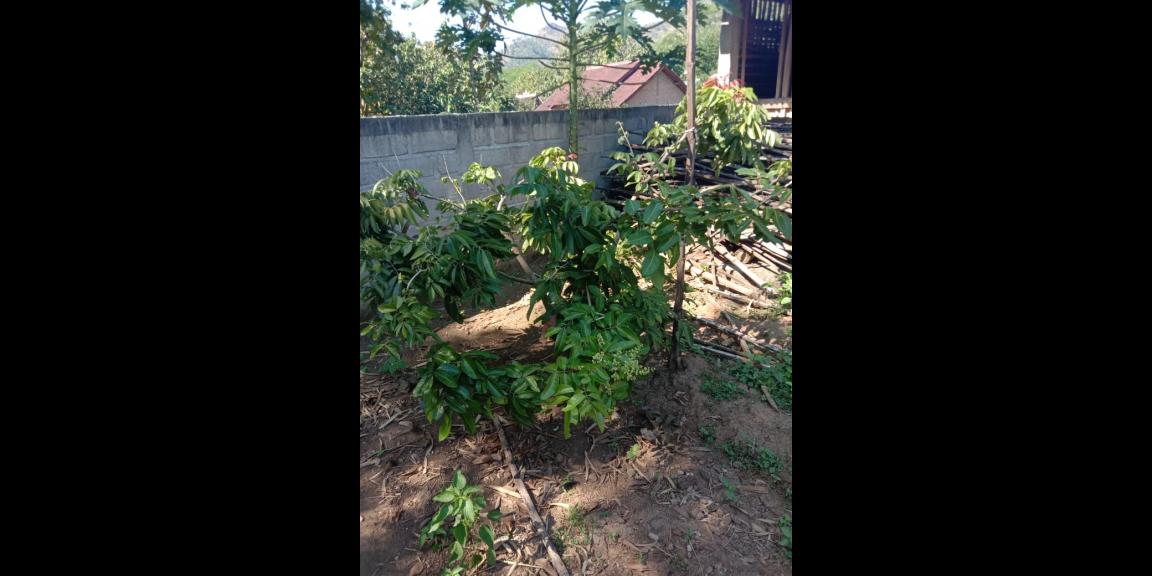 Lahan peternakan lengkap dgn kandang sapi, kambing, ayam, kolam, kebun Lahan peternakan lengkap dgn kandang sapi, kambing, ayam, kolam, kebun