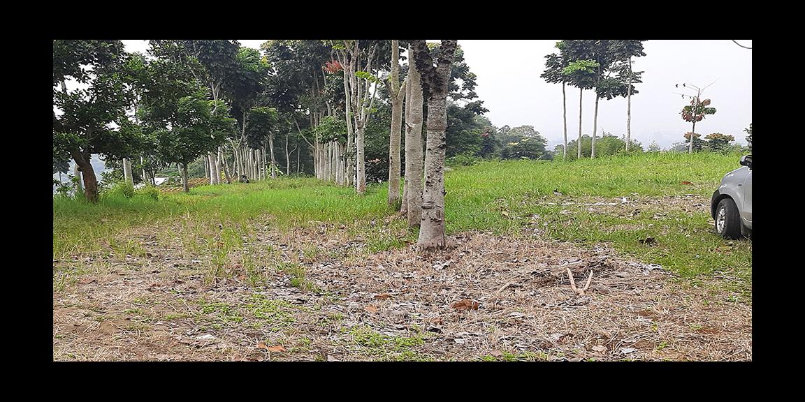 TANAH MATANG DAGO GIRI BANDUNG TANAH MATANG DAGO GIRI BANDUNG