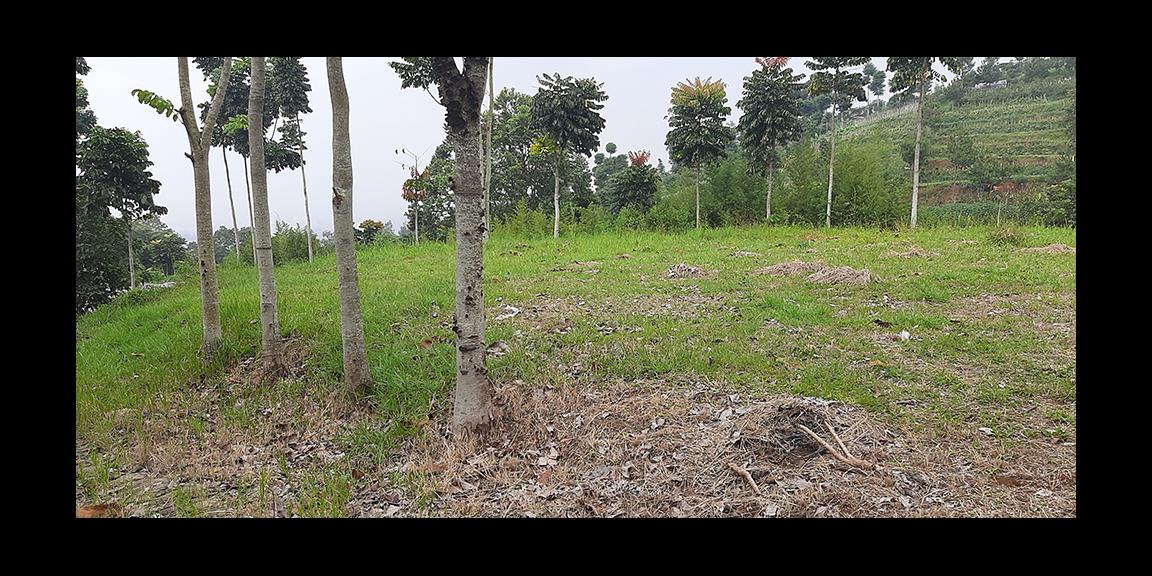 TANAH MATANG DAGO GIRI BANDUNG TANAH MATANG DAGO GIRI BANDUNG