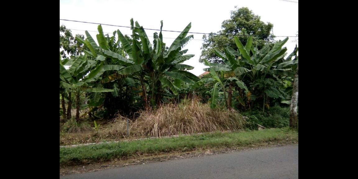 Tanah murah, luas, pinggir jalan, 5 km dari kawasan BSB city Tanah murah, luas, pinggir jalan, 5 km dari kawasan BSB city