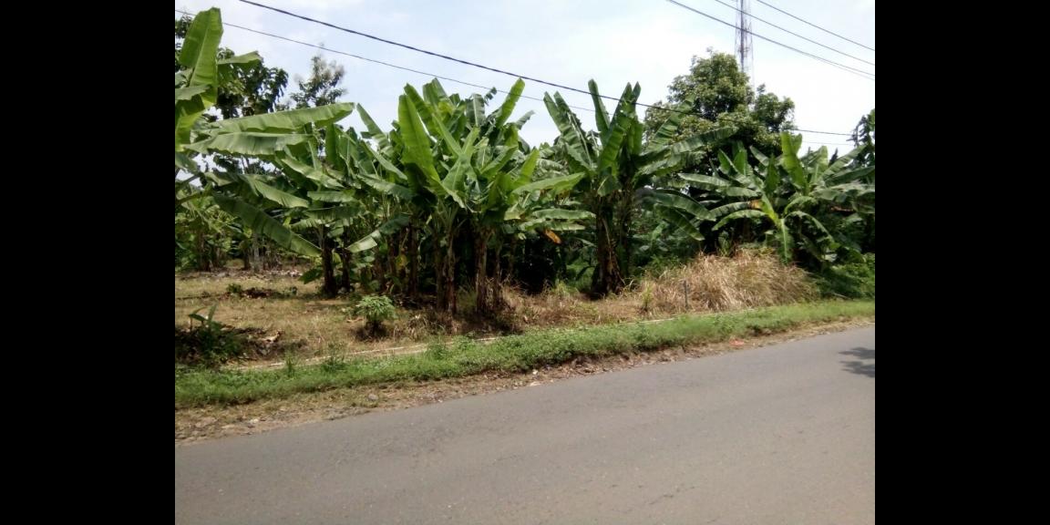 Tanah murah, luas, pinggir jalan, 5 km dari kawasan BSB city Tanah murah, luas, pinggir jalan, 5 km dari kawasan BSB city