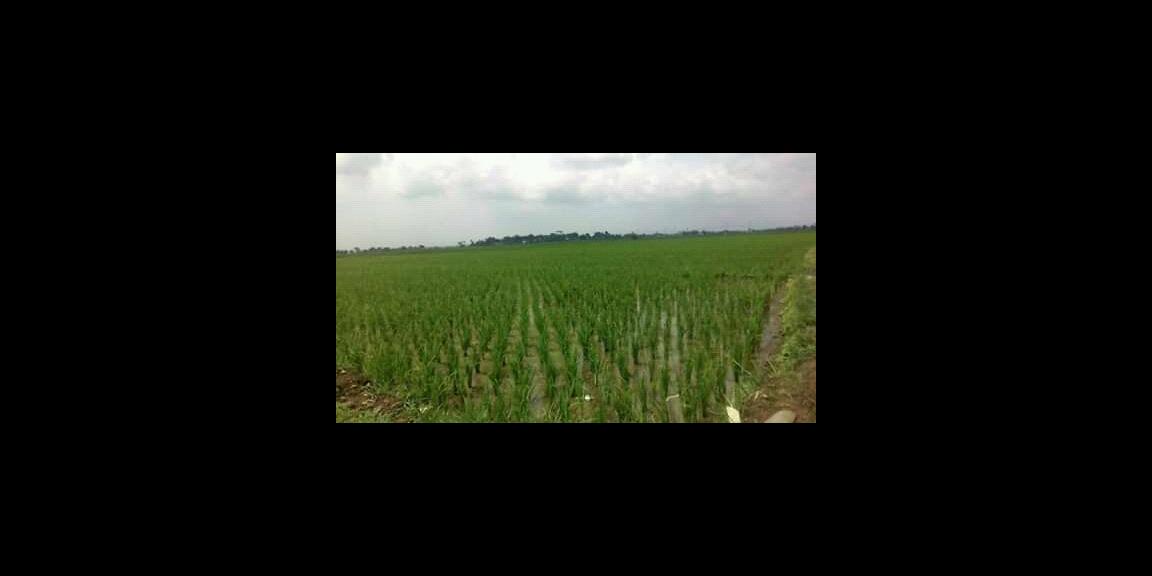 Dijual sawah kelas 1 Rp. 200 ribu/m² Badamusalam SERANG Dijual sawah kelas 1 Rp. 200 ribu/m² Badamusalam SERANG
