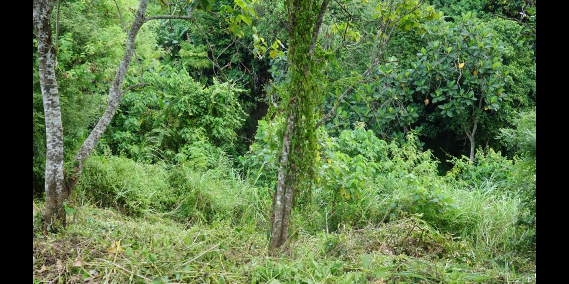 LAND FOR SALE NUSA TEGENUNGAN SUKAWATI LAND FOR SALE NUSA TEGENUNGAN SUKAWATI