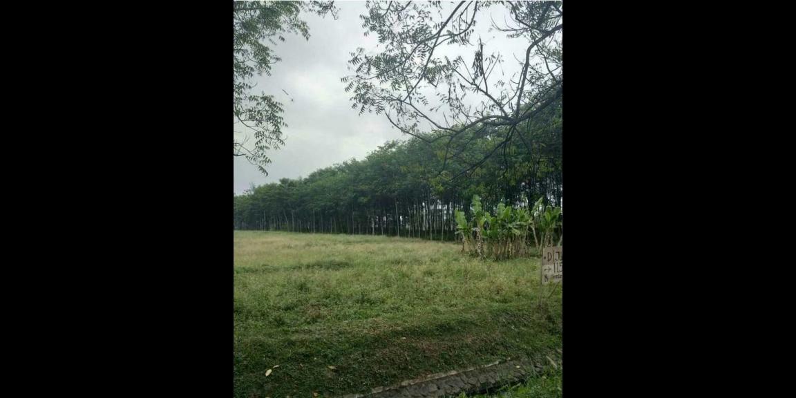 DIJUAL TANAH PROSPEK BAGUS DI PANDAAN PASURUAN!! HARGA MIRING!! DIJUAL TANAH PROSPEK BAGUS DI PANDAAN PASURUAN!! HARGA MIRING!!