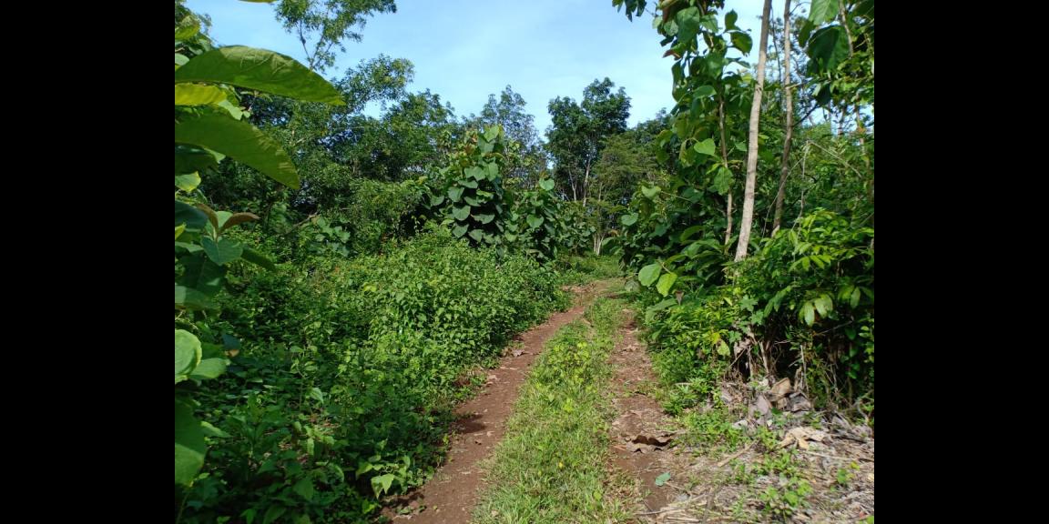 Tanah Subur 7685m² Desa Wisata Kerjo Karanganyar Tanah Subur 7685m² Desa Wisata Kerjo Karanganyar