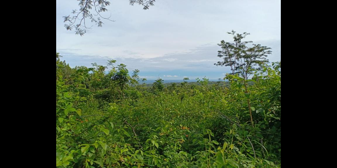 Tanah Subur 7685m² Desa Wisata Kerjo Karanganyar Tanah Subur 7685m² Desa Wisata Kerjo Karanganyar