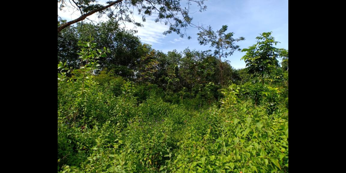 Tanah Subur 7685m² Desa Wisata Kerjo Karanganyar Tanah Subur 7685m² Desa Wisata Kerjo Karanganyar