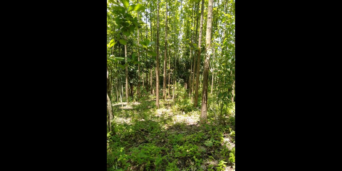 DIJUAL TANAH KEBUN JATI 800 POHON 7.486 M - SHM SUKABUMI DIJUAL TANAH KEBUN JATI 800 POHON 7.486 M - SHM SUKABUMI